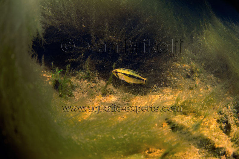 TROPICAL FISH HABITAT